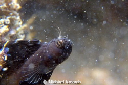 Sailfin Blenny peeking out on the Big Coral Knoll off the... by Michael Kovach 